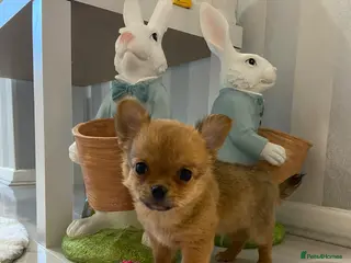 Chihuahua dogs Chihuahua puppies for sale - Advert 5