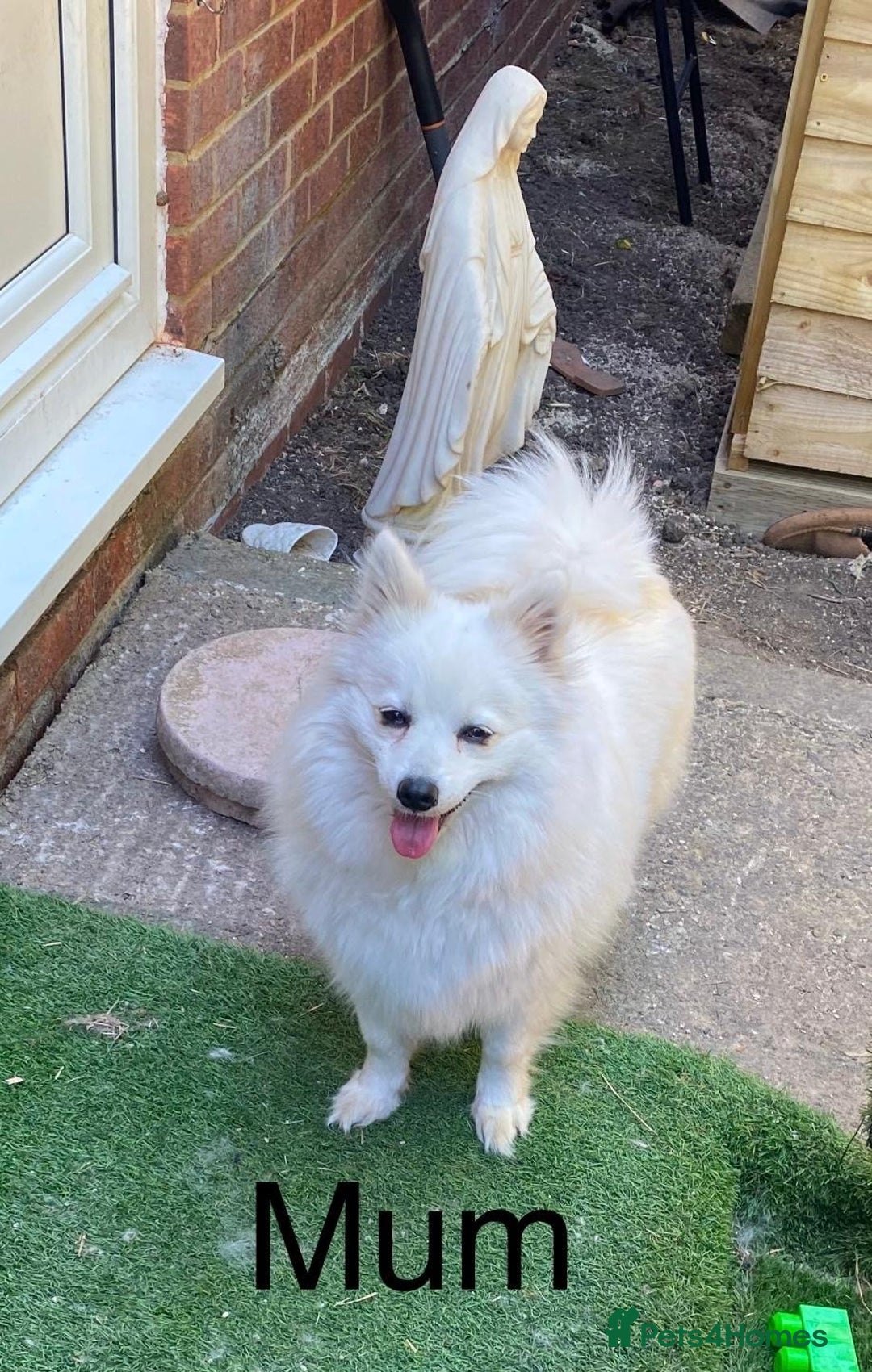 Japanese Spitz dogs for sale: Beautiful Japanese Spiltz - Image 4