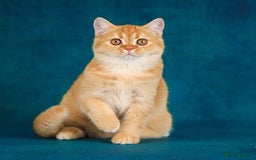 Scottish Fold cats for sale: LICENSED CATTERY, PURE BREED TOP QUALITY KITTENS - Image 24
