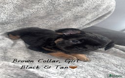 French Bulldog dogs for sale: Visual Fluffy French Bulldogs - Image 3