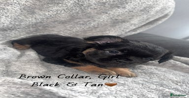 French Bulldog dogs - Advert 3