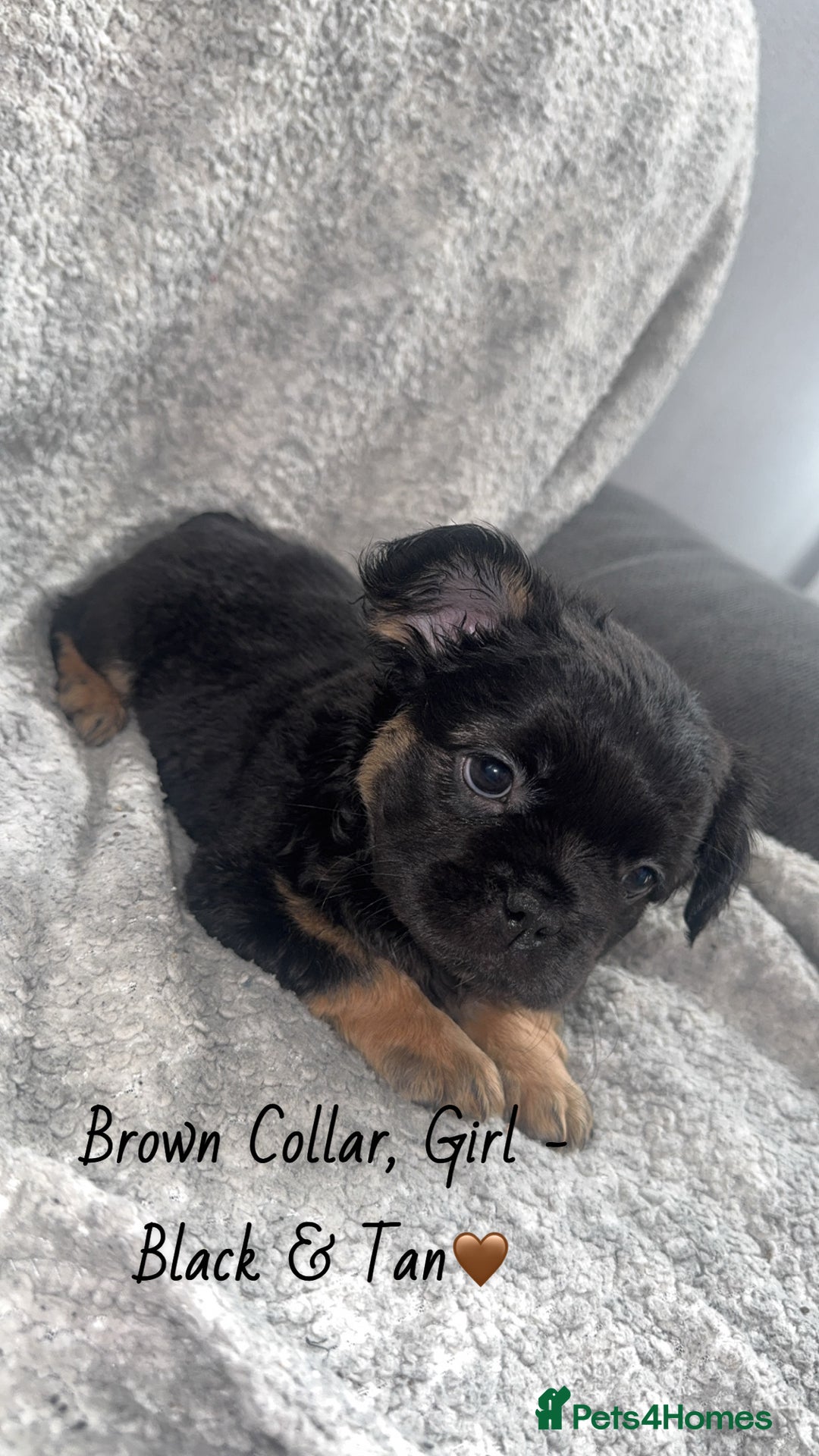 French Bulldog dogs for sale: Visual Fluffy French Bulldogs - Image 3