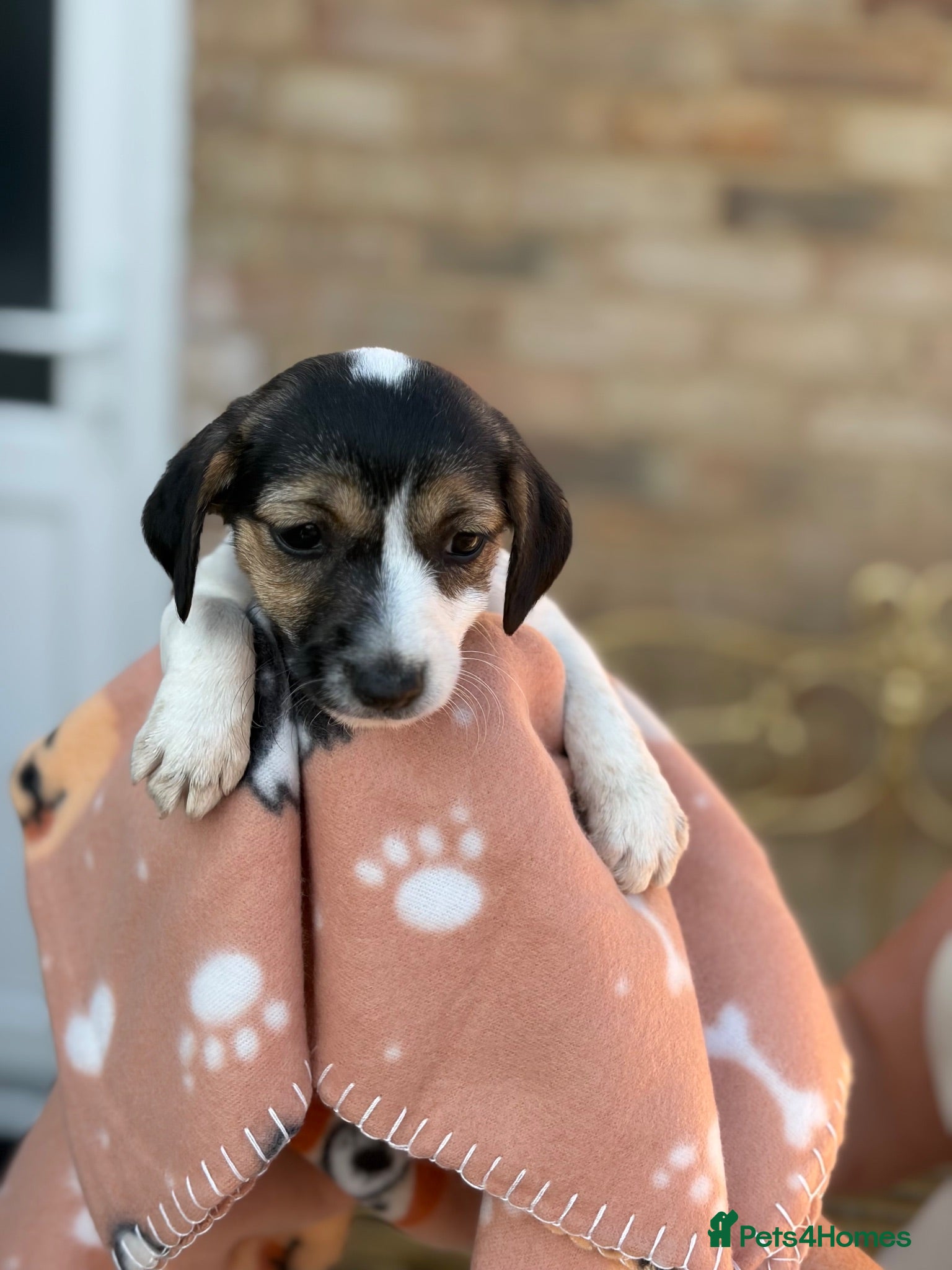 Jack Russell dogs Litter of 6 Puppies Ready for Their Forever Homes - Advert 1