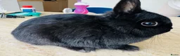 Netherland Dwarf rabbits for sale: *Quality* netherland dwarf bunnies  - Advert 4