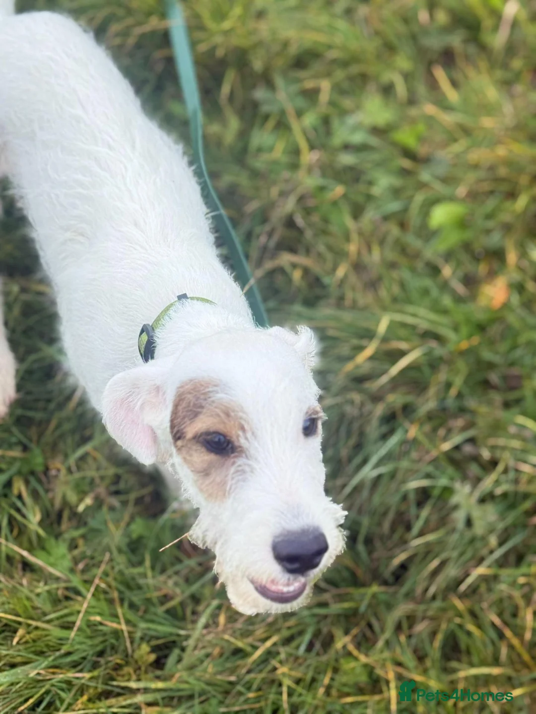 Mixed Breed dogs for sale: Rehoming  in Burnley - Advert 5