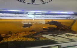 Cichlids fish for sale: Full fishtank set up  - Image 3