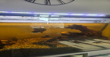 Cichlids fish - Advert 5
