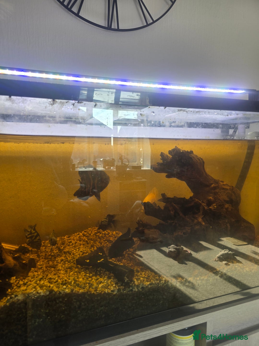 Cichlids fish for sale: Full fishtank set up  - Image 3