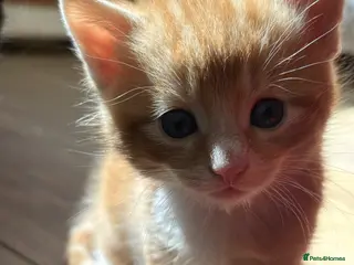 Mixed Breed cats 4 beautiful kittens 2 male 2 female - Advert 2