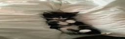 Mixed Breed cats for sale: Adorable bonded pair in Edgware - Advert 26