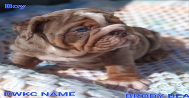 English Bulldog dogs - Advert 2