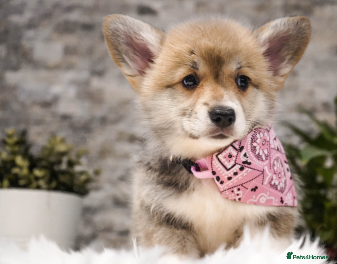 Welsh Corgi Pembroke dogs for sale: Welsh Corgi (Pembroke) - Advert 13