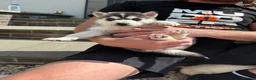Pomsky dogs for sale: Beautiful F4 blue eyed pomsky puppies - Advert 12