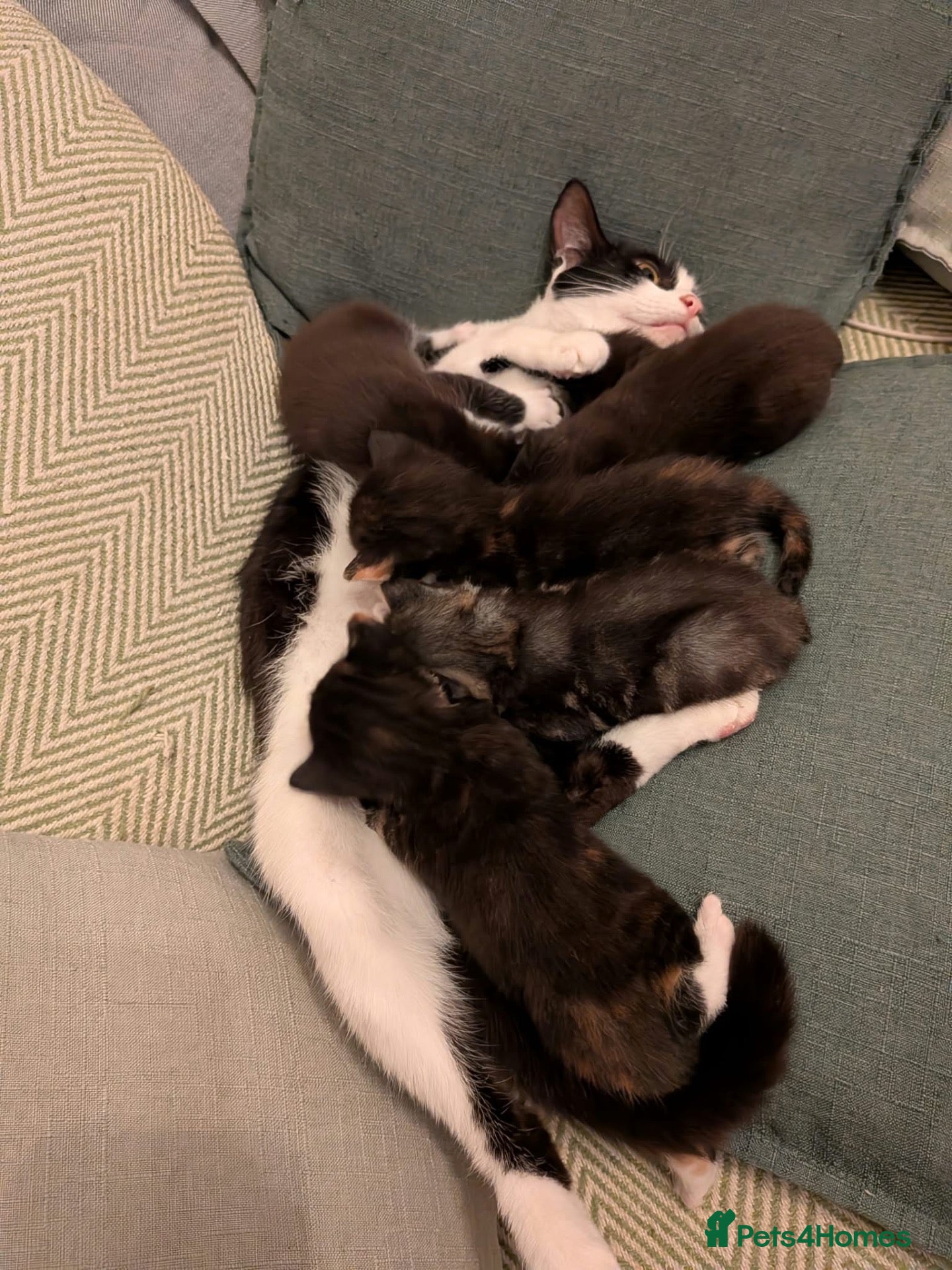 Mixed Breed cats 6 beautiful kittens looking for forever homes - Advert 1