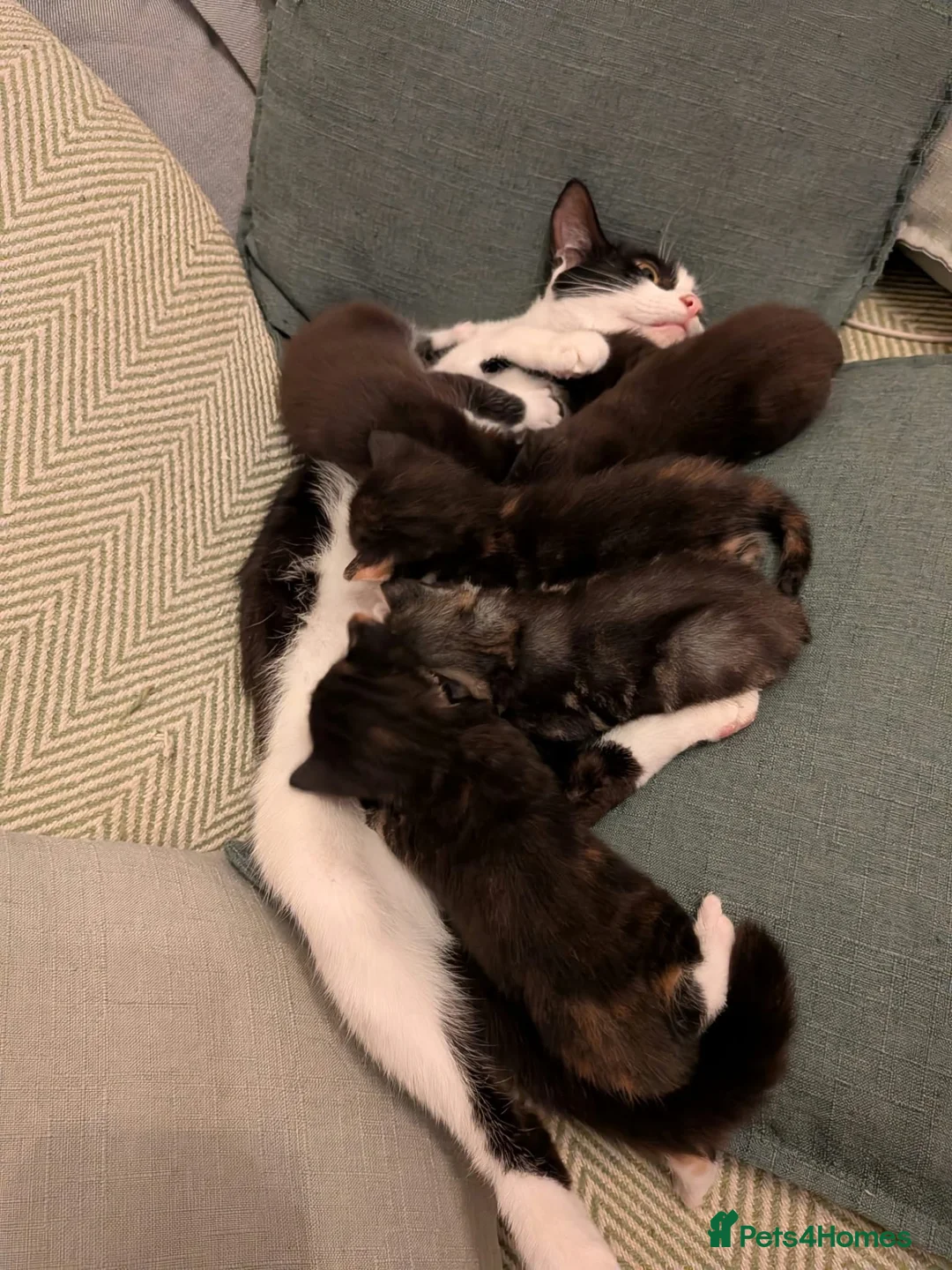 Mixed Breed cats for sale: 6 beautiful kittens looking for forever homes - Advert 1