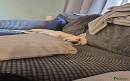 French Bulldog dogs for sale: Female French bulldog  - Image 3