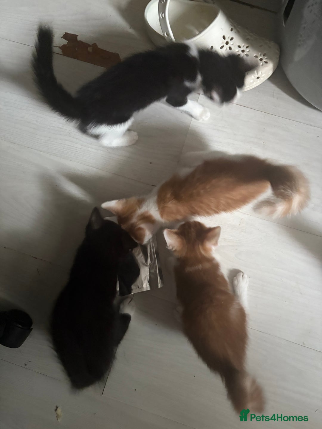 Mixed Breed cats for sale: Only 3 kittens left! - Image 25