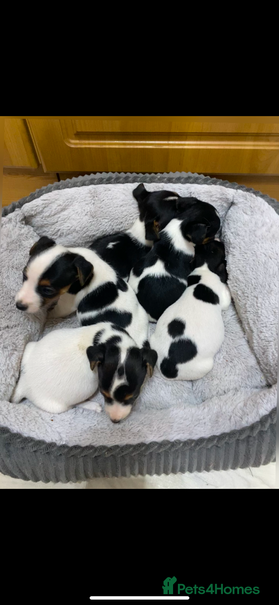 Jack Russell dogs for sale: Gorgeous bundle of Jack Russel puppies  - Image 5