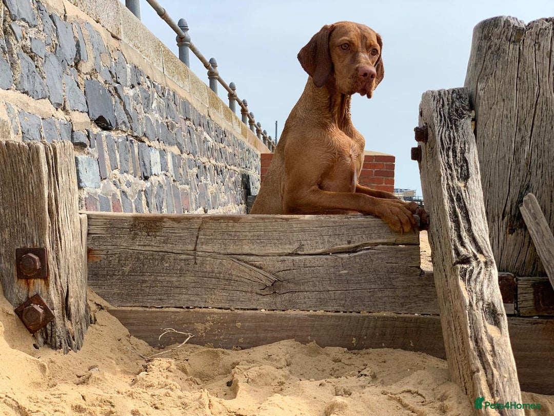 Hungarian Vizsla dogs for sale: KC Reg Hungarian Vizsla Puppies-Imported Lineage - Image 8