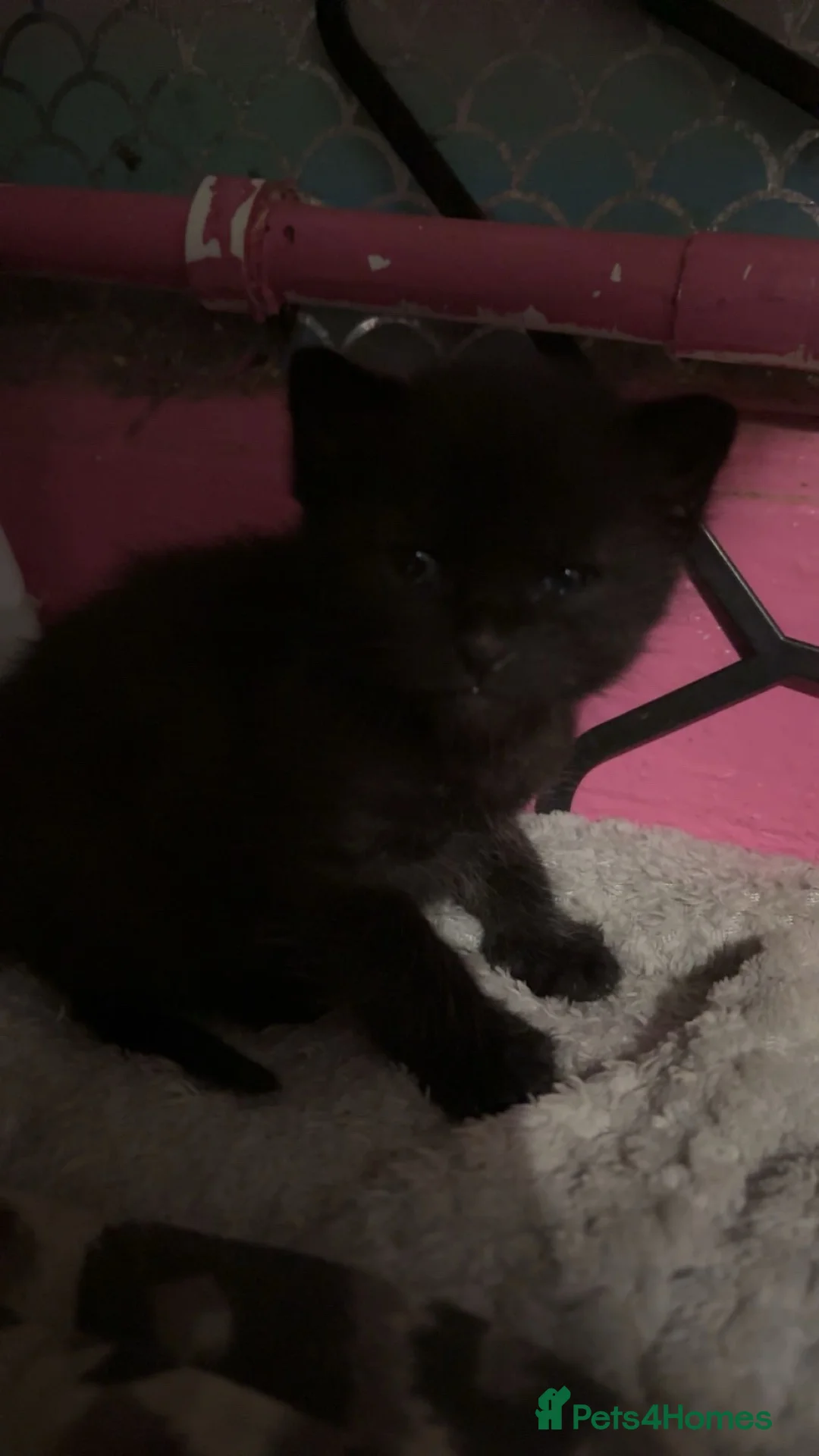 Mixed Breed cats for sale: kittens and there mother ❤️ in Swansea - Advert 7