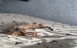 Bengal cats for sale: Beautiful bengal cat  - Image 8