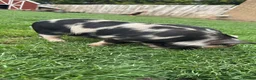 Pig livestock for sale: Pure kunekune piglets for sale.  - Advert 5