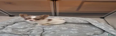 Chihuahua Puppy 1