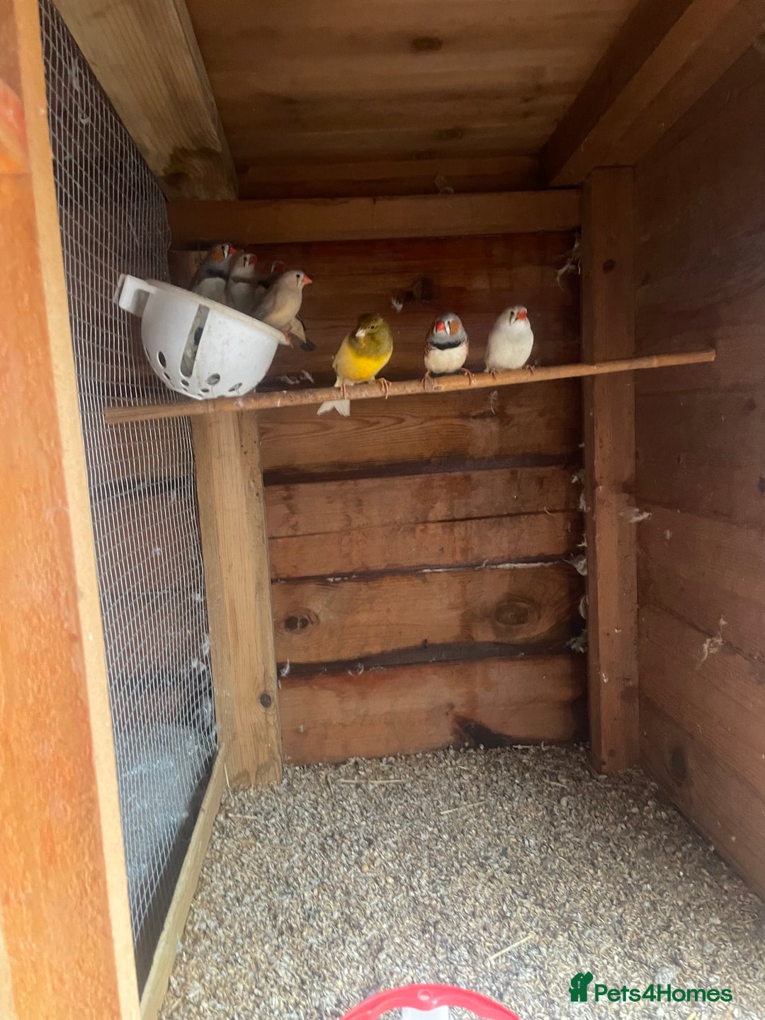 Canaries birds for sale: Canaries and hens - Advert 1