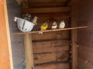 Canaries birds Canaries and finches - Advert 7