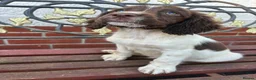English Springer Spaniel dogs for sale: Beautiful springer spaniel puppies  - Advert 3