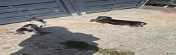 Miniature Dachshund dogs for sale: Beautiful miniature dachshunds for sale  - Advert 5
