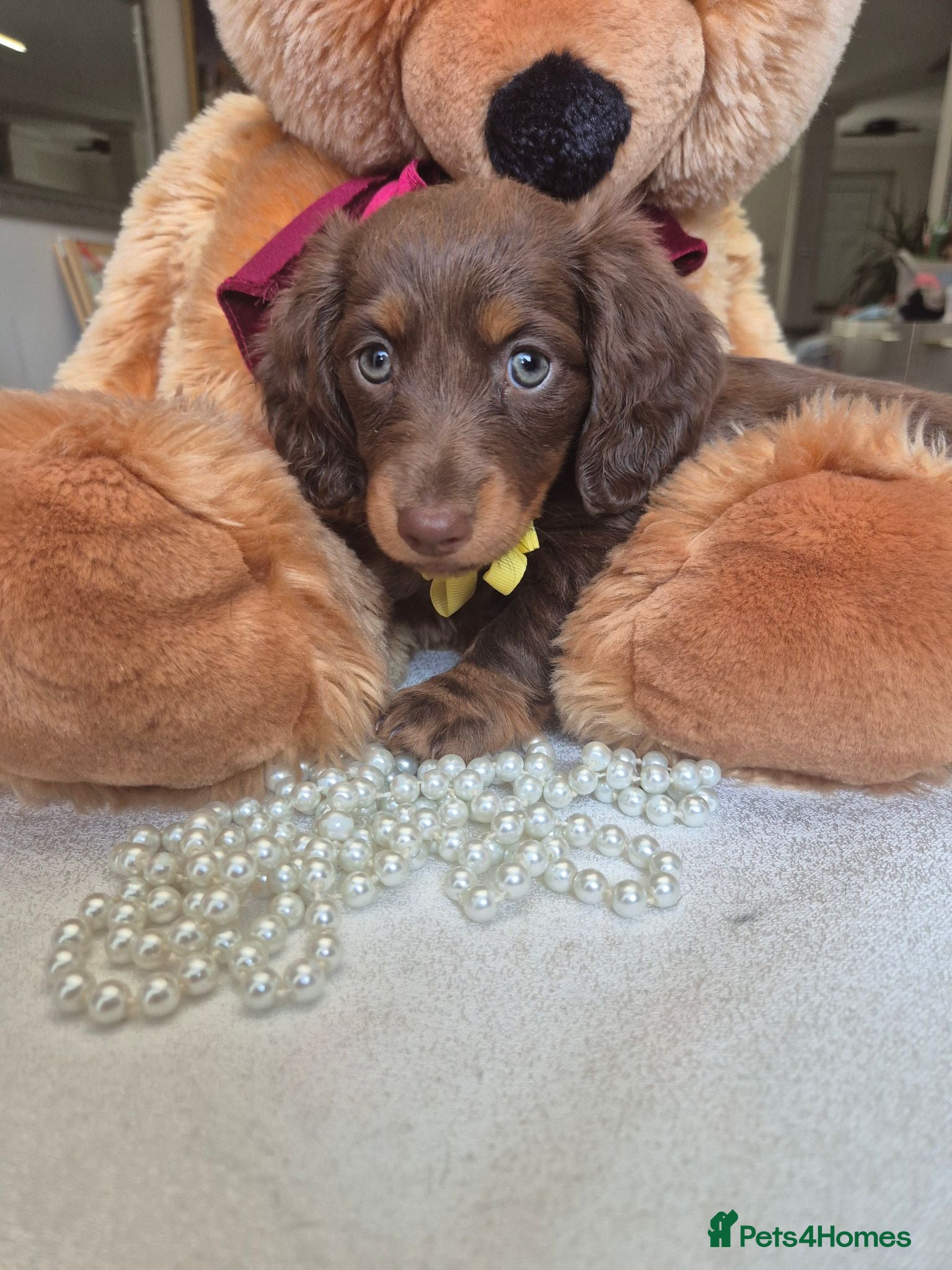 Miniature Dachshund dogs Beautiful Miniature Dachshund Puppies!💙💙♥️♥️♥️ - Advert 2