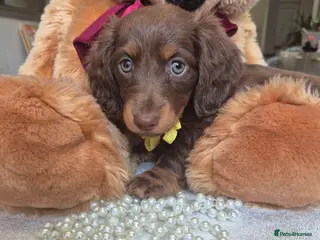 Miniature Dachshund dogs Beautiful Miniature Dachshund Puppies!💙💙♥️♥️♥️ - Advert 2