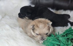Pomeranian dogs for sale: 4 beautifull pomeranian puppies  - Advert 3