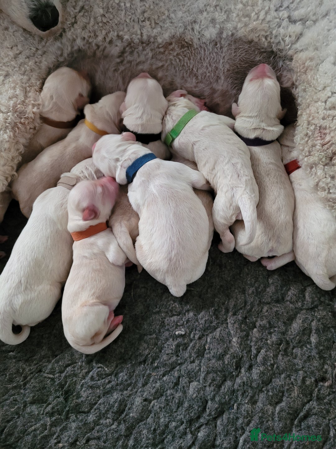 Goldendoodle dogs for sale: Goldendoodle puppies, F1 - Image 2