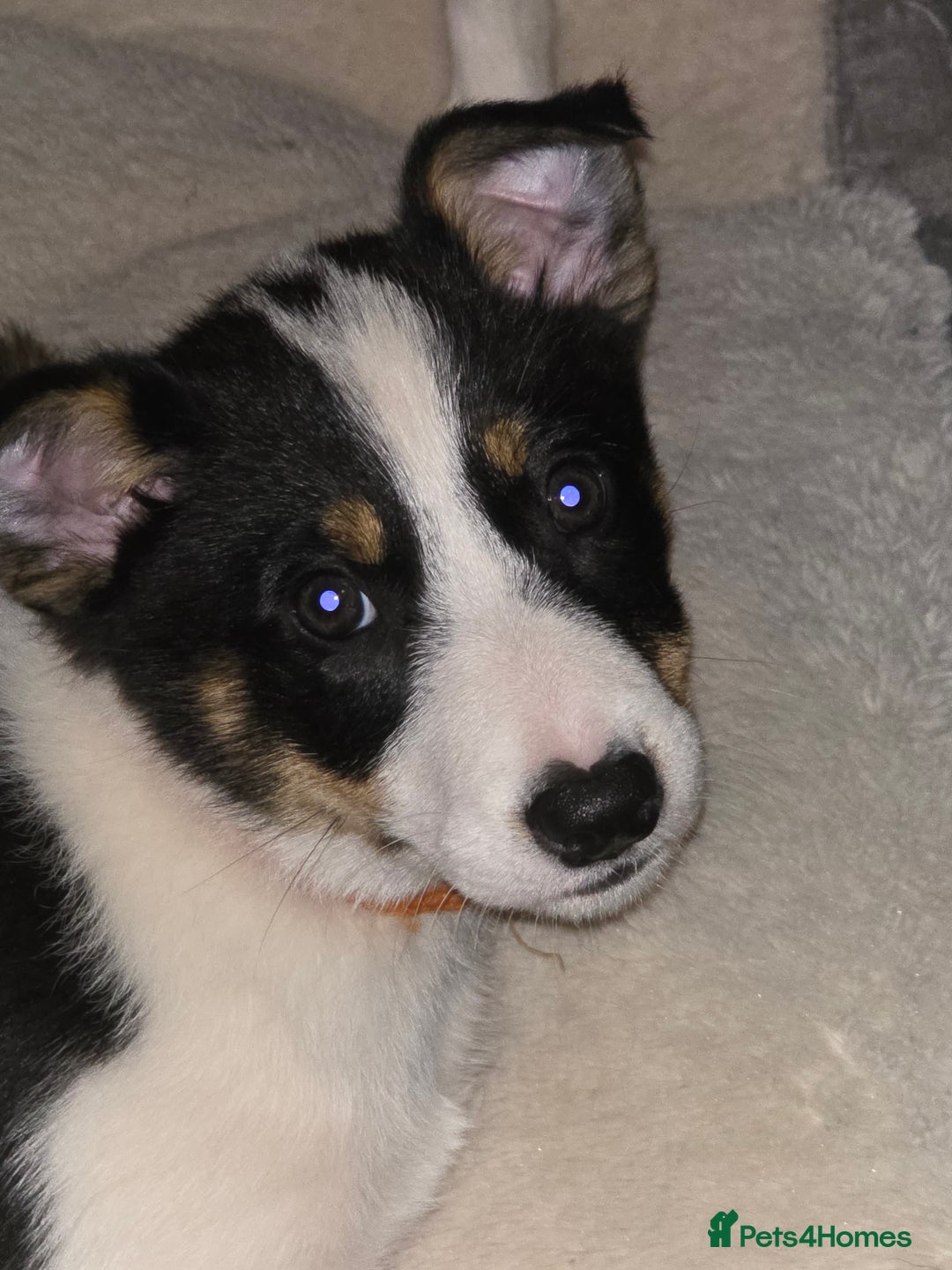 Border Collie dogs for sale: Border collie puppies - Advert 11