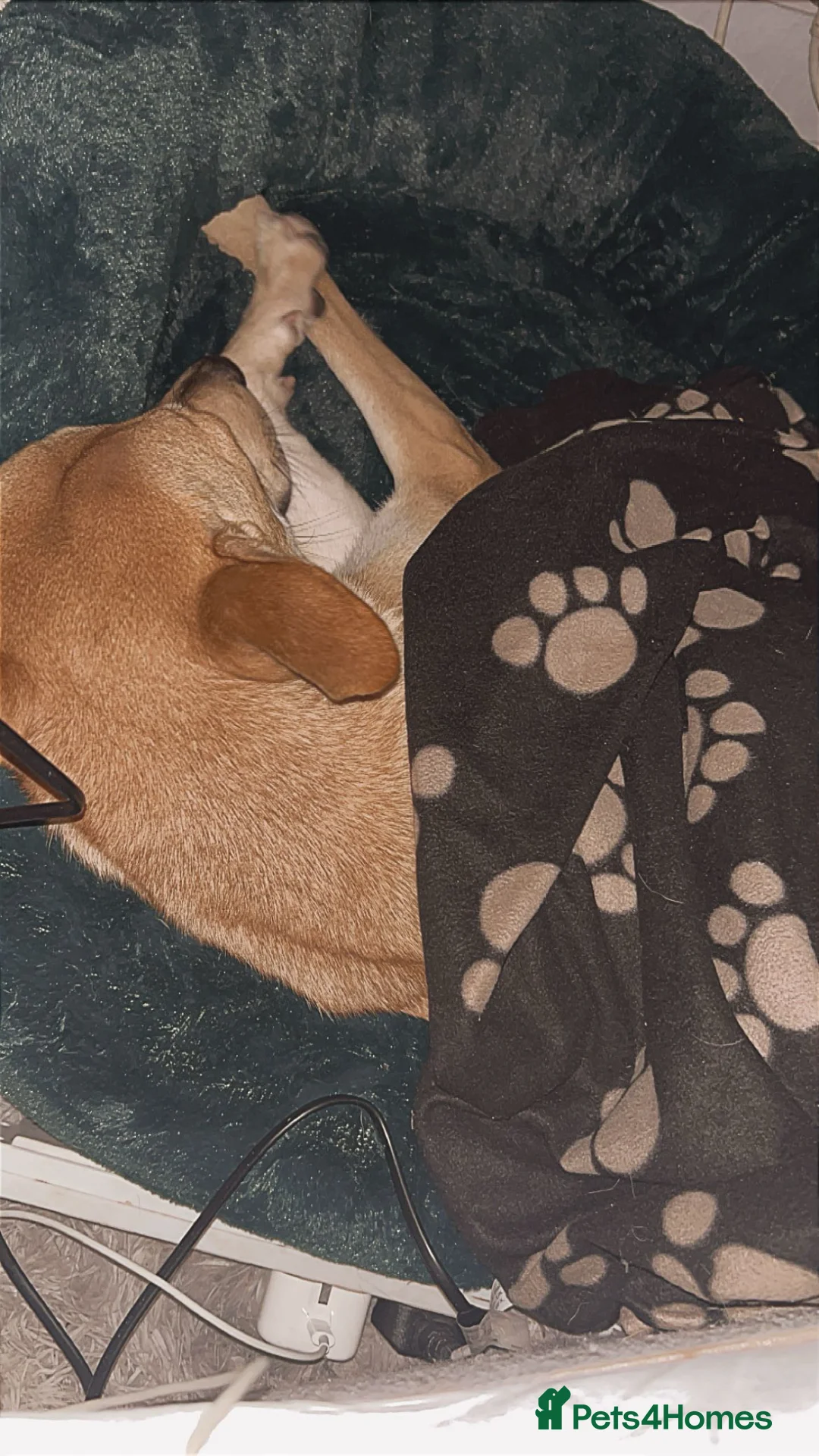 Mixed Breed dogs for sale: Rehome needed - Advert 6