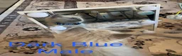 Ragdoll cats for sale: 💙6 Beautiful Pure Ragdoll Kittens💙 - Advert 24