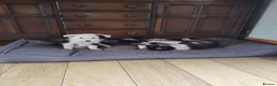 Border Collie dogs for sale: Border collies puppies - Advert 5
