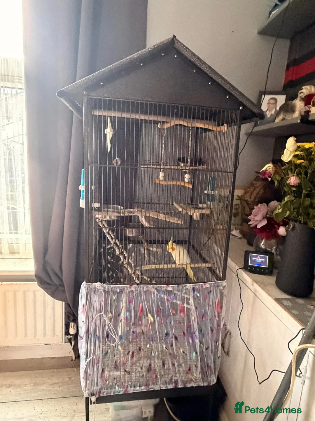 Cockatiels birds for sale: Pair of young cockatiels  - Advert 3