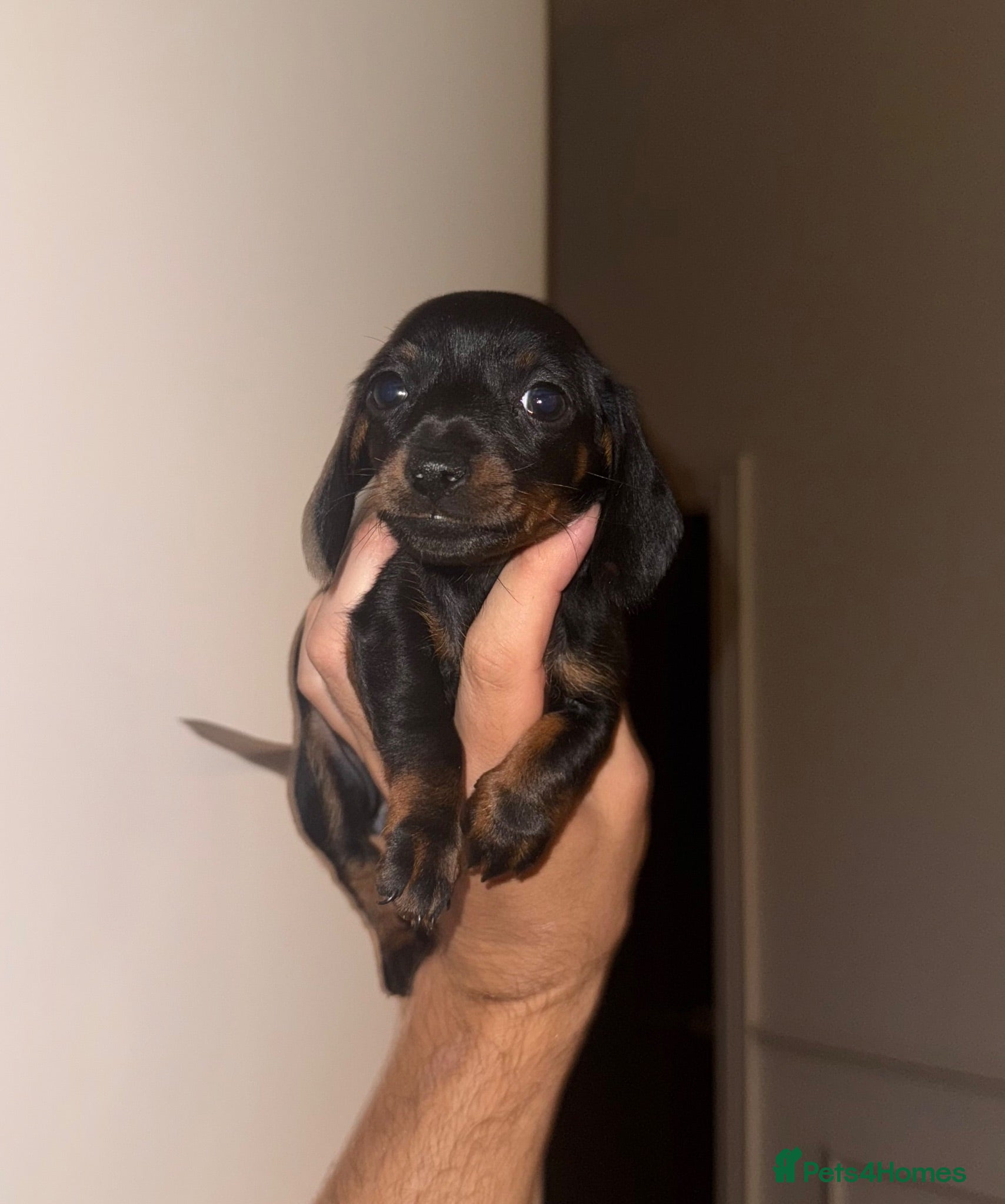 Miniature Dachshund dogs Kc Miniature daschund puppies - Advert 2