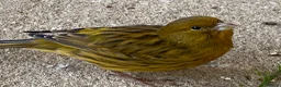 Canaries birds for sale: Beautiful Canaries Looking For A New Home in Ipswich - Advert 5