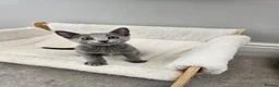 Russian Blue cats for sale: GCCF REGISTERED RUSSIAN BLUE KITTENS  - Advert 18