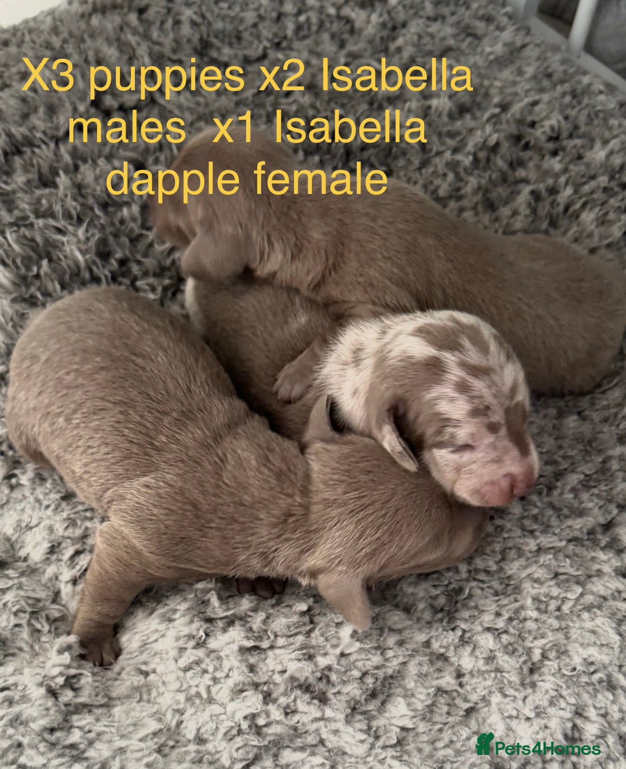 Miniature Dachshund dogs Pedigree smooth coat miniature dachshund puppies - Advert 3