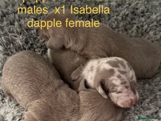 Miniature Dachshund dogs Pedigree smooth coat miniature dachshund puppies - Advert 3