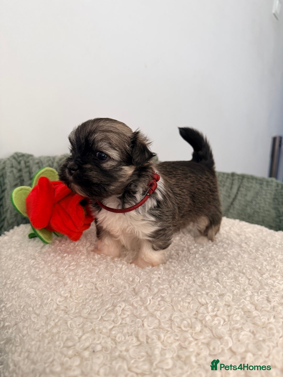 Lhasa Apso dogs for sale: Beautiful litter of KC Lhasa Apso puppies  - Advert 19