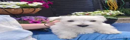 West Highland Terrier dogs for sale: Gorgeous kc reg westie pups - Advert 3