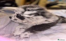 Chow Chow dogs for sale: Merle Chow Chow Pups 🐻 - Image 24