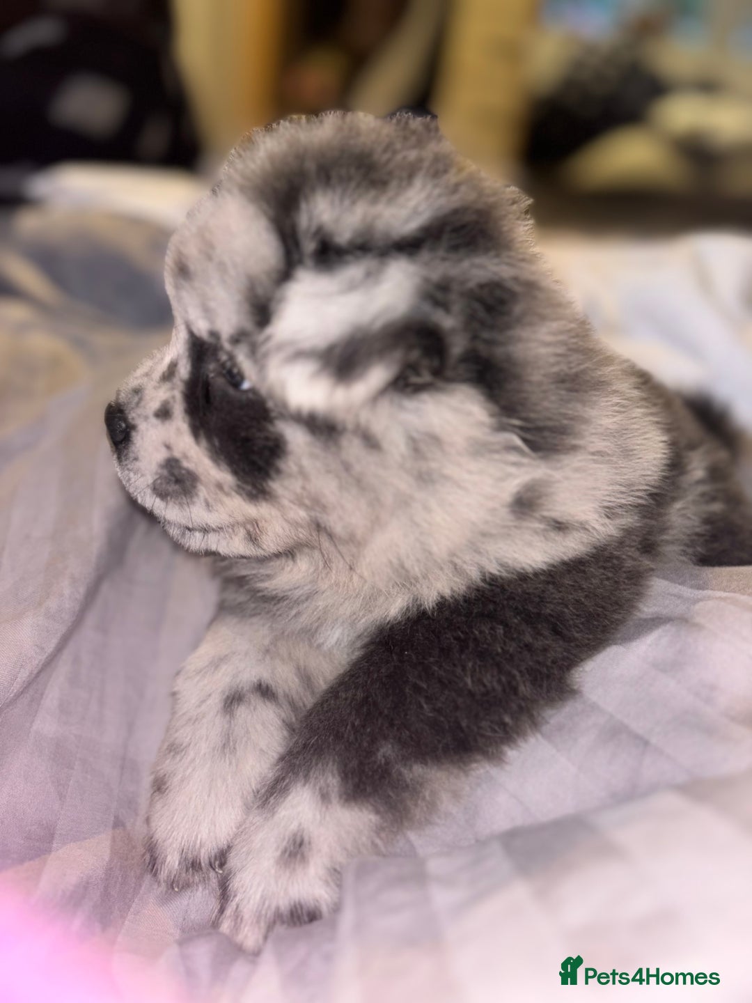 Chow Chow dogs for sale: Merle Chow Chow Pups 🐻 - Image 24