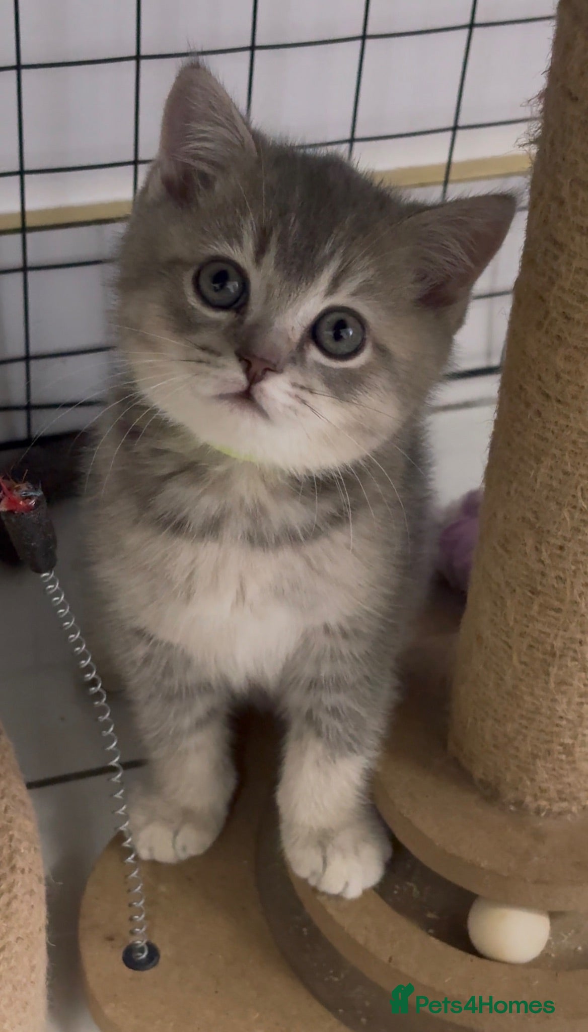 British Shorthair cats Cuteness overload♥️ British shorthair  - Advert 2